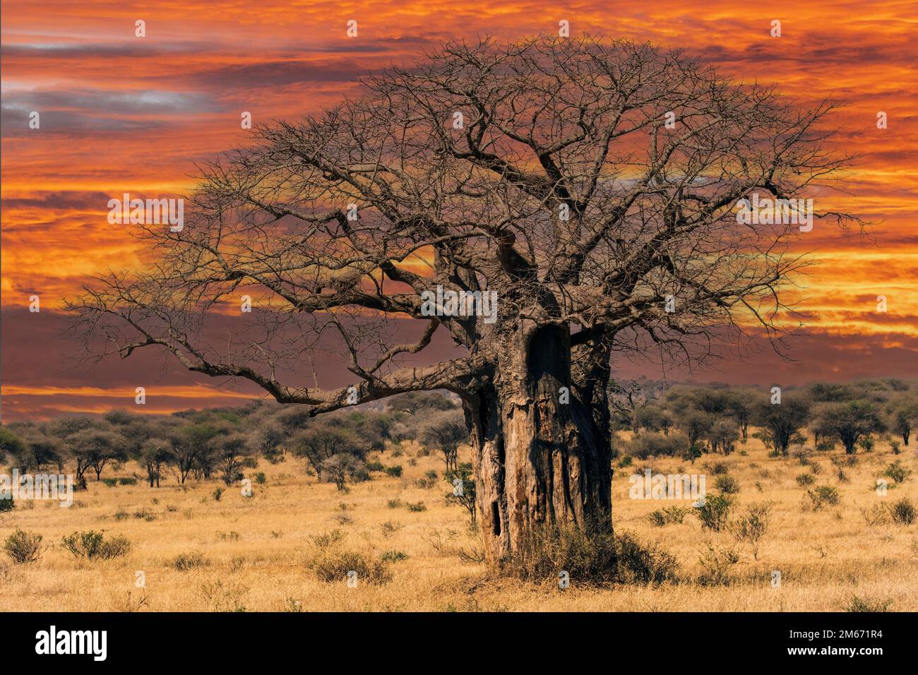 Albero africano di Baobab con tramonto rosso Foto Stock