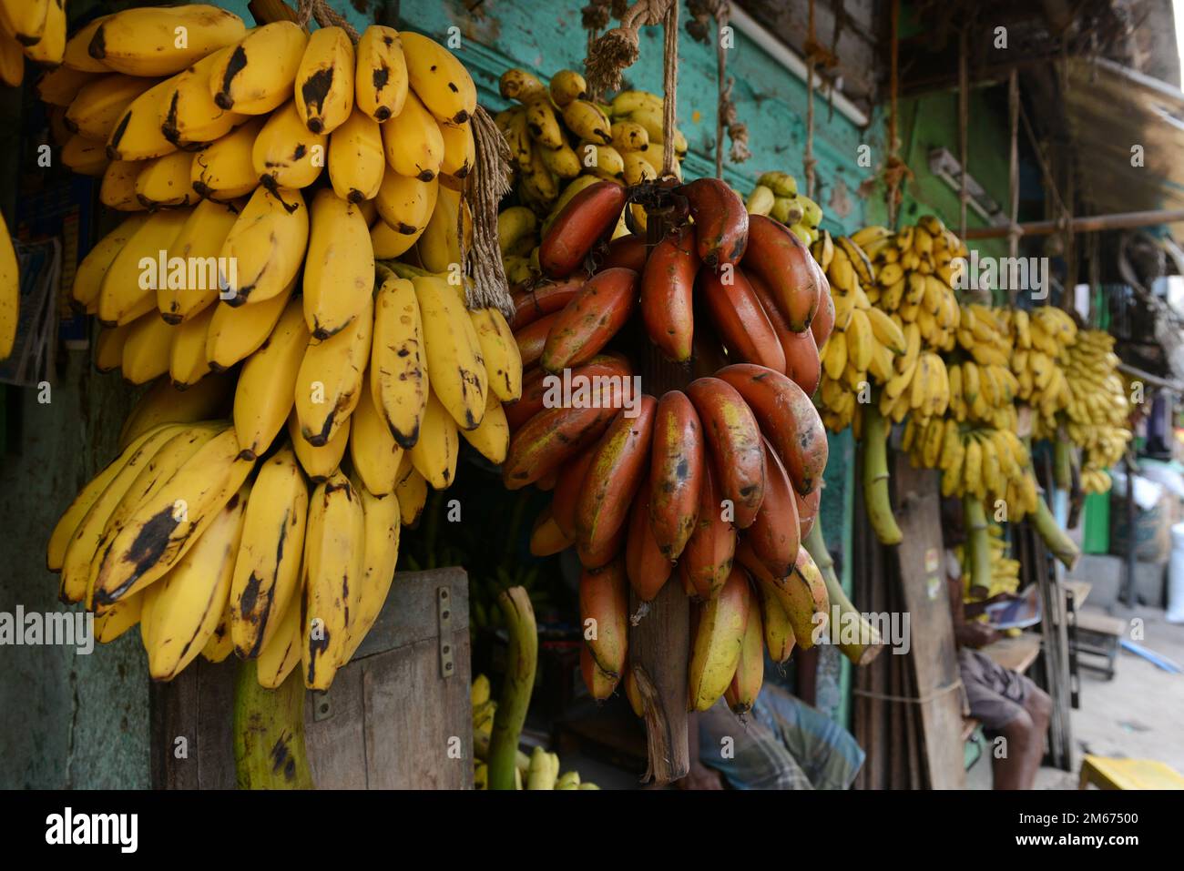 Colorate le banane vendute al mercato della banana a Madurai, India. Foto Stock