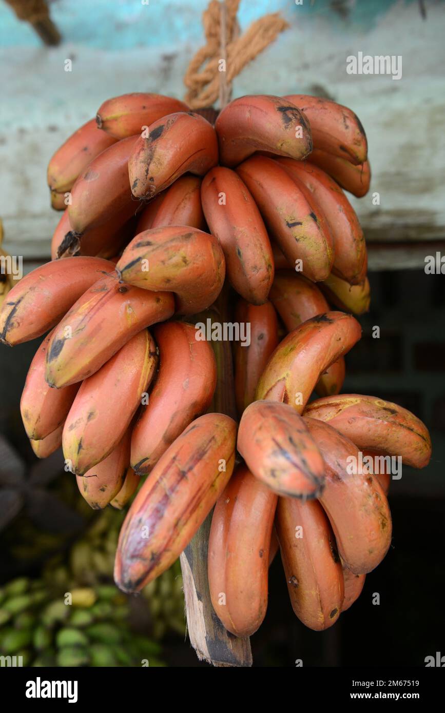 Colorate le banane vendute al mercato della banana a Madurai, India. Foto Stock