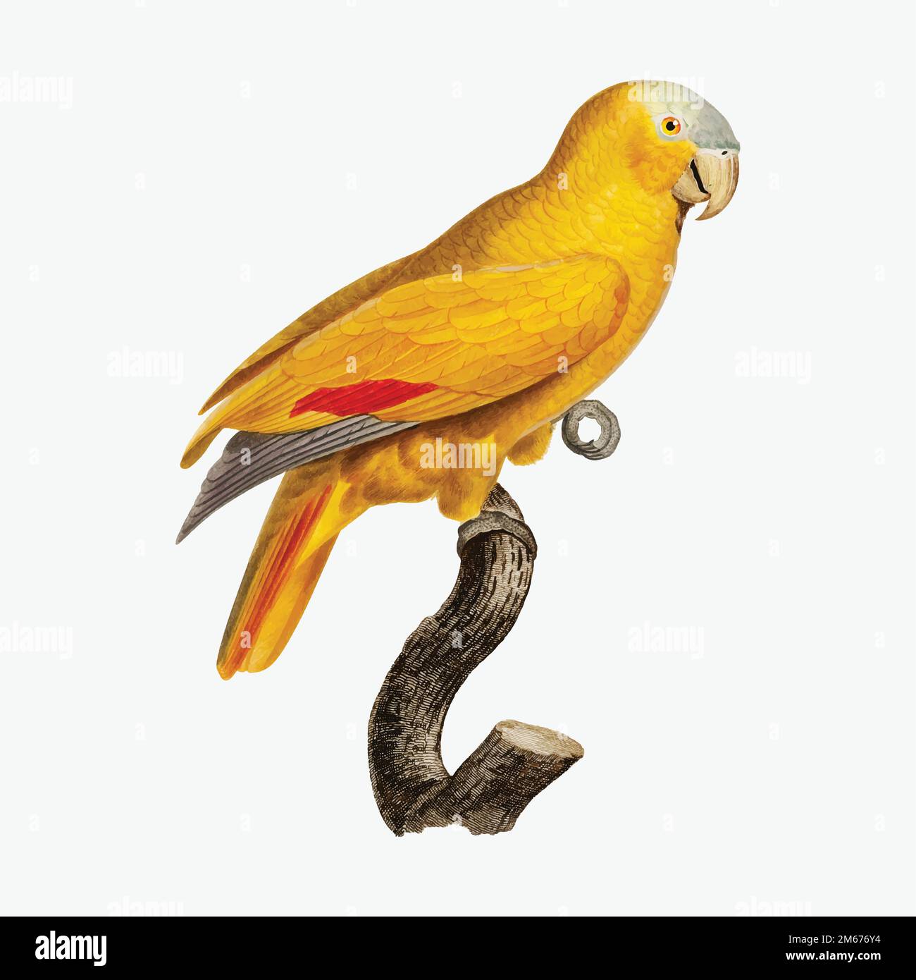 L'illustrazione di Parrot con la parte frontale blu Illustrazione Vettoriale