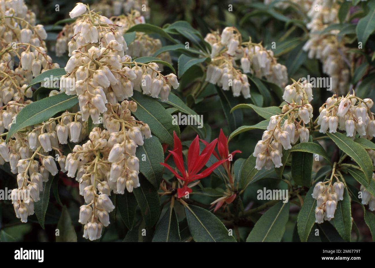 ARBUSTO PIERIS 'FOREST FLAME' Foto Stock