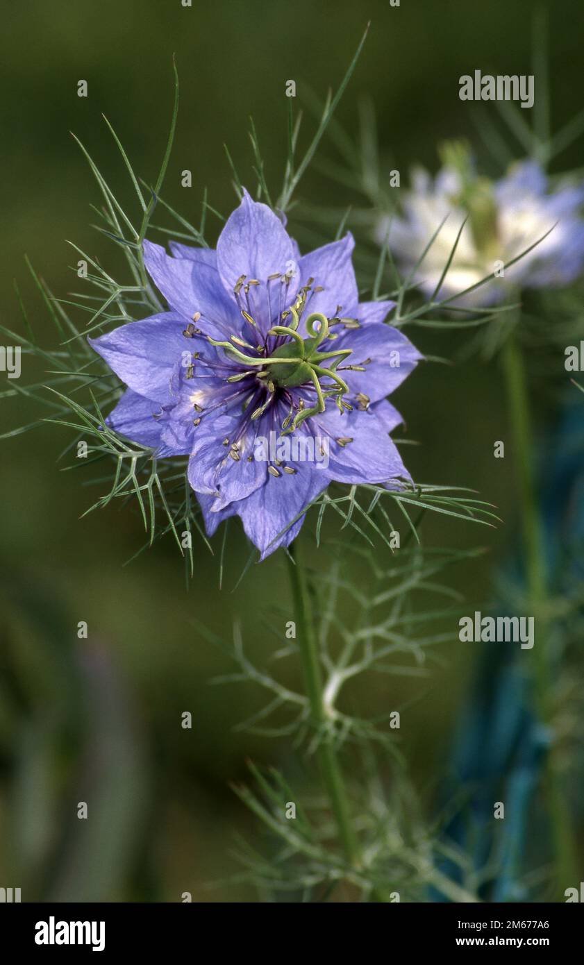 FIORI LOVE-IN-A-MIST (NIGELLA DAMASCENA) NOTI ANCHE COME DEVIL IN A BUSH O DAMA RAGGED. AUSTRALIA. Foto Stock