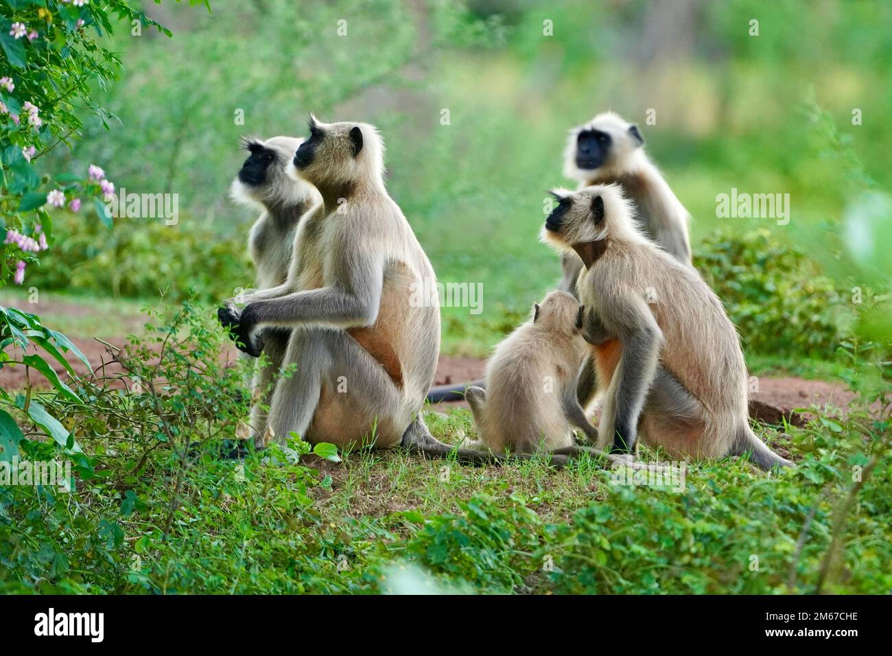 Black face Indian Monkeys o Hanuman langurs o indiano langur o scimmia famiglia o gruppo durante l'esterno, scimmia truppa. Famiglia di langur indiano nero mese Foto Stock