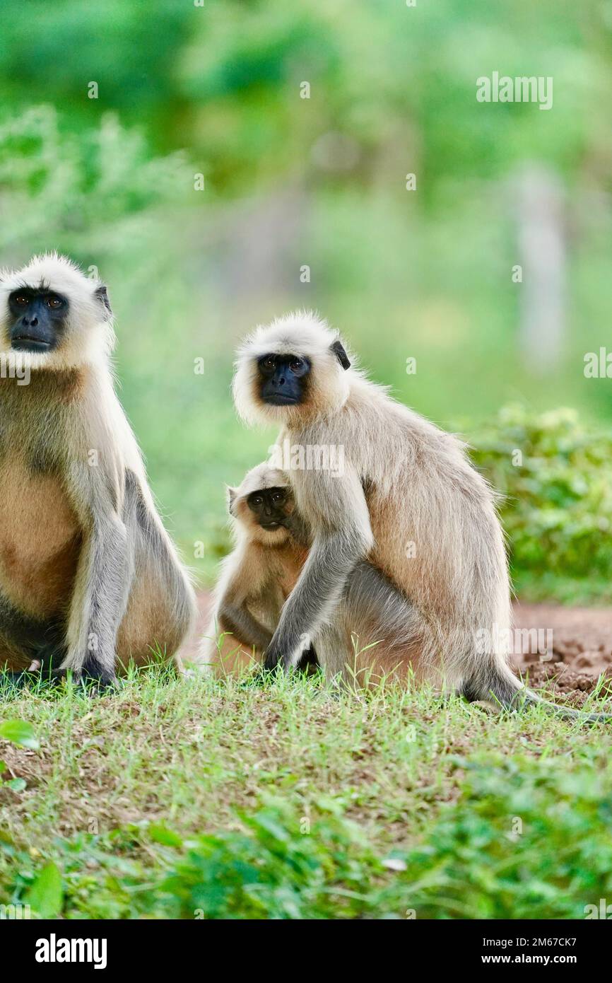 Scimmie indiane con faccia nera o langur di Hanuman o madre di famiglia di langur indiano o della scimmia con un bambino o un gruppo durante all'aperto, truppa di scimmie. Famiglia di Ind Foto Stock