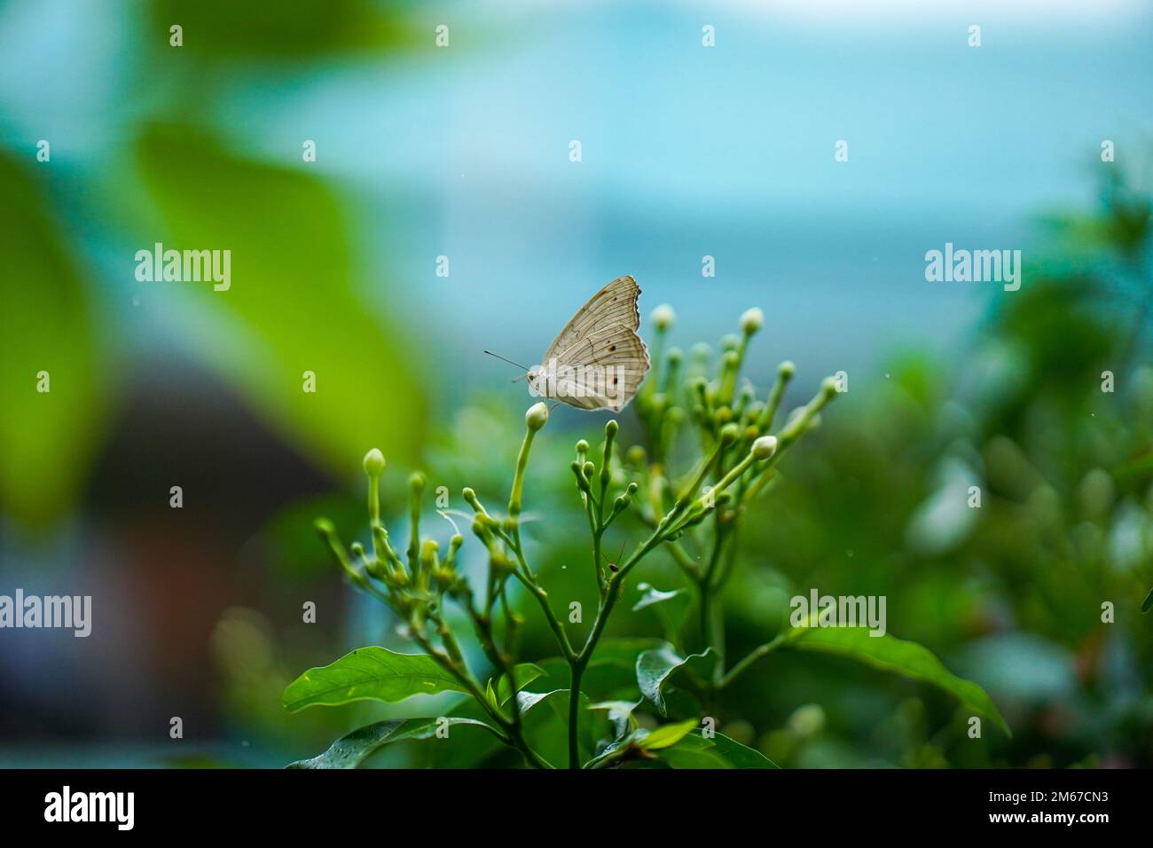 Primo piano immagine macro di una bella farfalla bianco pavone posto su foglia con sfondo sfocato, bella farfalla seduta su foglia di una pianta o. Foto Stock