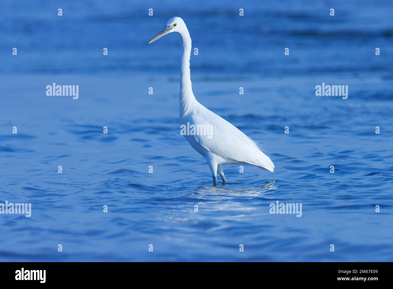 Egret guado nell'acqua dell'oceano. Uccello d'acqua. Foto Stock