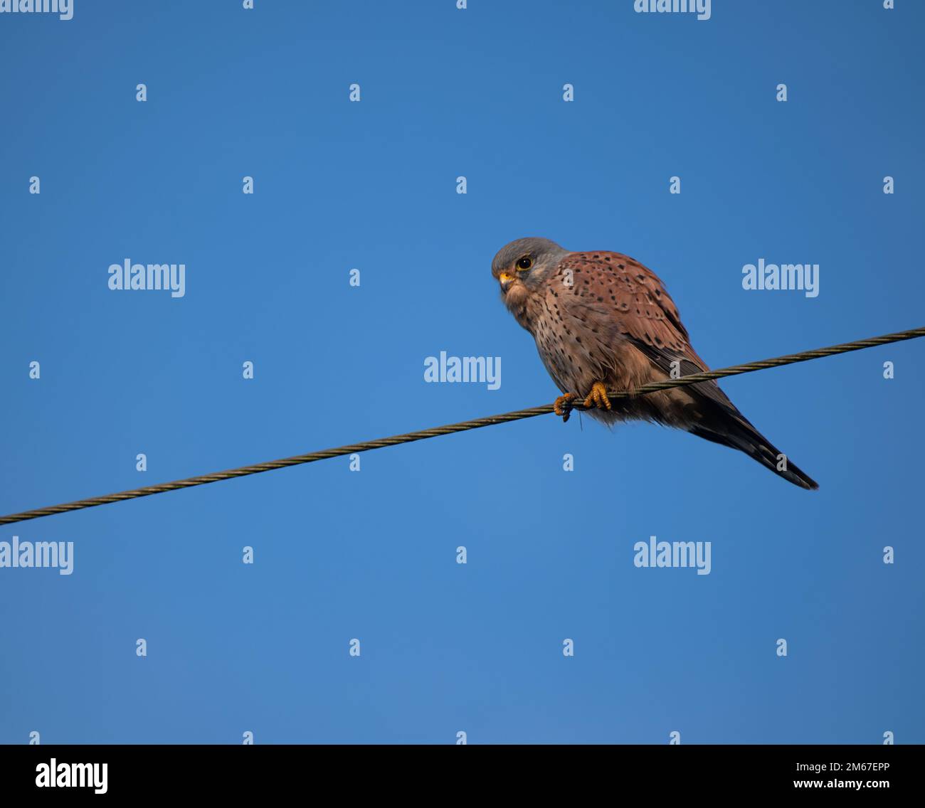 Eurasian Kestrel, Falco tinnunculus perche su un filo aereo che scandisce la terra per la preda nel Nord Norfolk, Regno Unito Foto Stock