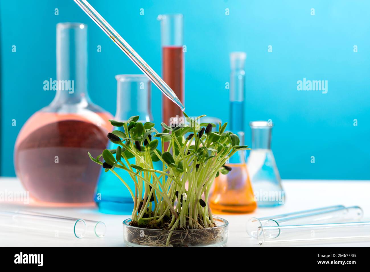 Microgreens sullo sfondo di matracci chimici con liquidi multicolore e una pipetta chimica con una goccia di liquido. Studiare il prop. Benefico Foto Stock
