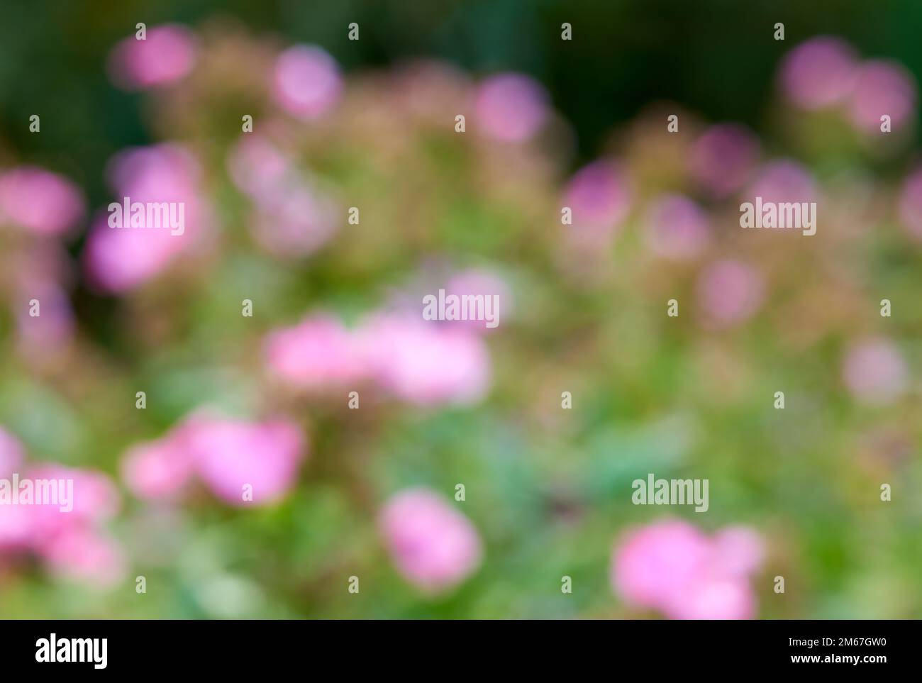 Fiori in lontananza. uno sfondo strutturato. Foto Stock