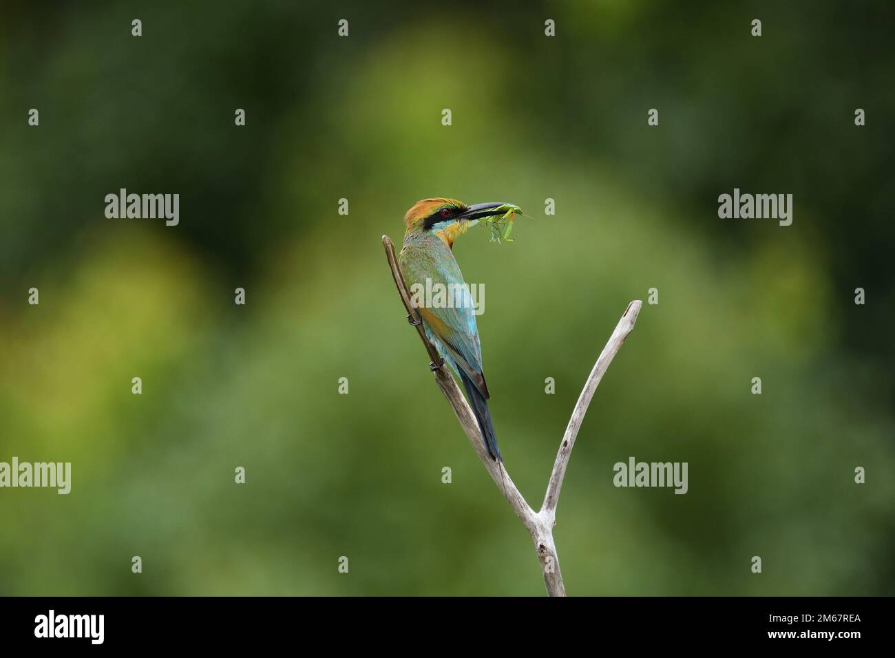 Una femmina australiana adulta Rainbow Bee-eater -Merops ornatus- uccello arcobaleno appollaiato su un ramo con un fresco catturato in preghiera mantid in luce colorata e morbida Foto Stock