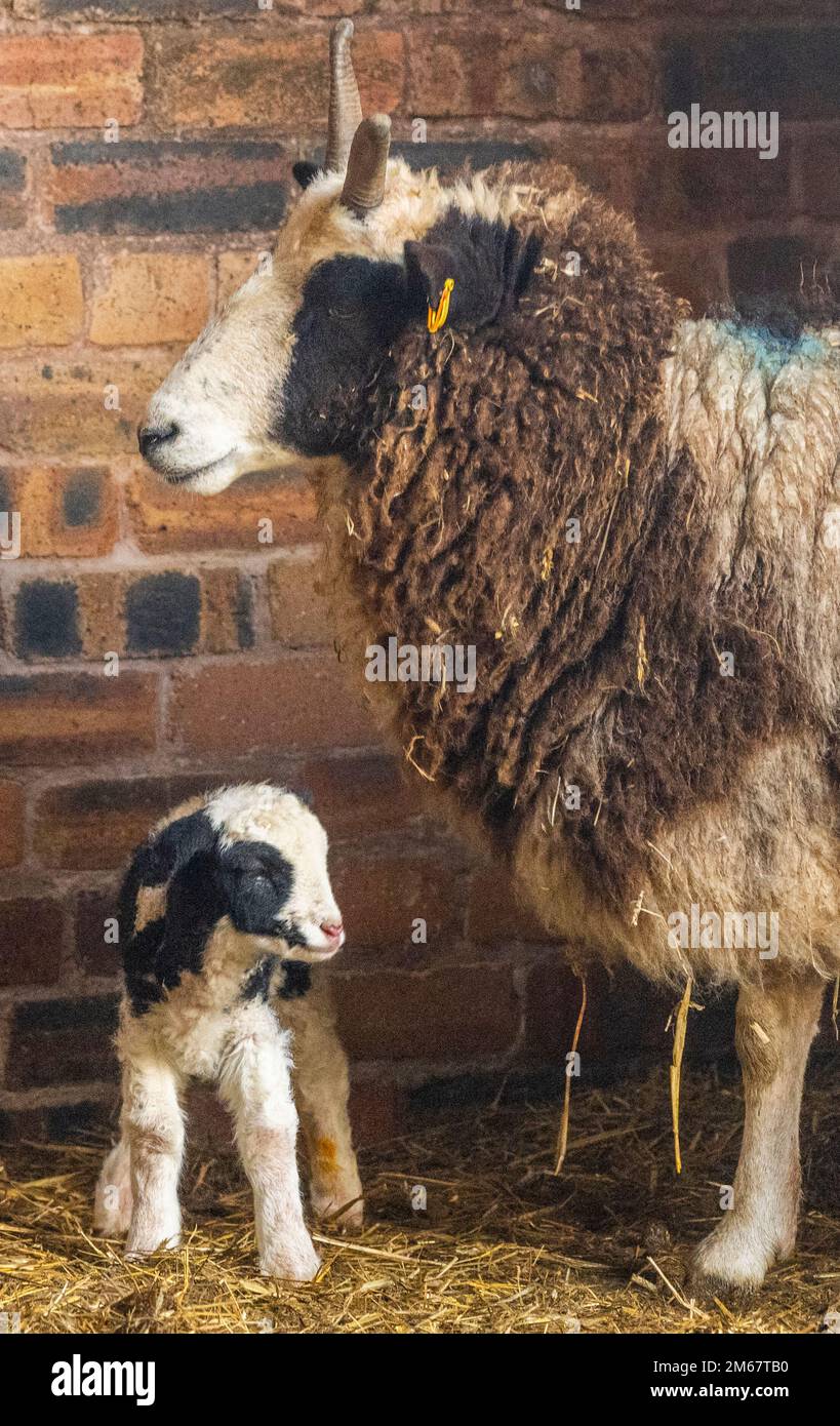 Greenlaw, Regno Unito. 01st Jan, 2023. 1st gennaio 2023/ Greenlaw, Scottish Borders, Scotland, UK. Felice Ewe YearÉ. PIC mostra un nuovo agnello di pecora di Jacob nato nelle prime ore del giorno 2023 degli anni della notizia, nella fattoria Greenlaw Mill ai confini scozzesi, in Scozia. Le pecore di Jacob sono una pecora modellata graziosa conosciuta per le corna lunghe che hanno. Picture Credit: phil wilkinson/Alamy Live News Foto Stock