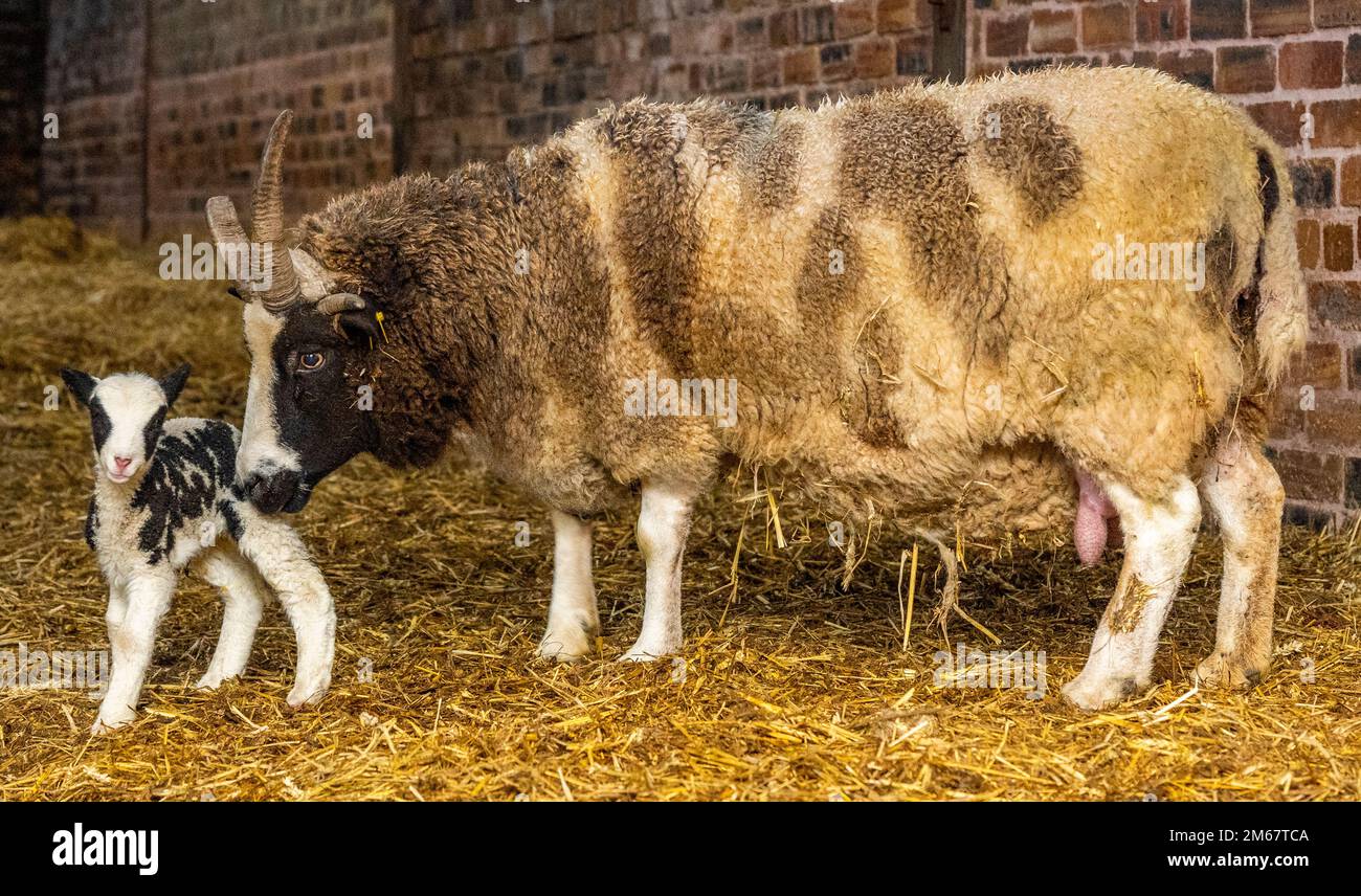 Greenlaw, Regno Unito. 01st Jan, 2023. 1st gennaio 2023/ Greenlaw, Scottish Borders, Scotland, UK. Felice Ewe YearÉ. PIC mostra un nuovo agnello di pecora di Jacob nato nelle prime ore del giorno 2023 degli anni della notizia, nella fattoria Greenlaw Mill ai confini scozzesi, in Scozia. Le pecore di Jacob sono una pecora modellata graziosa conosciuta per le corna lunghe che hanno. Picture Credit: phil wilkinson/Alamy Live News Foto Stock