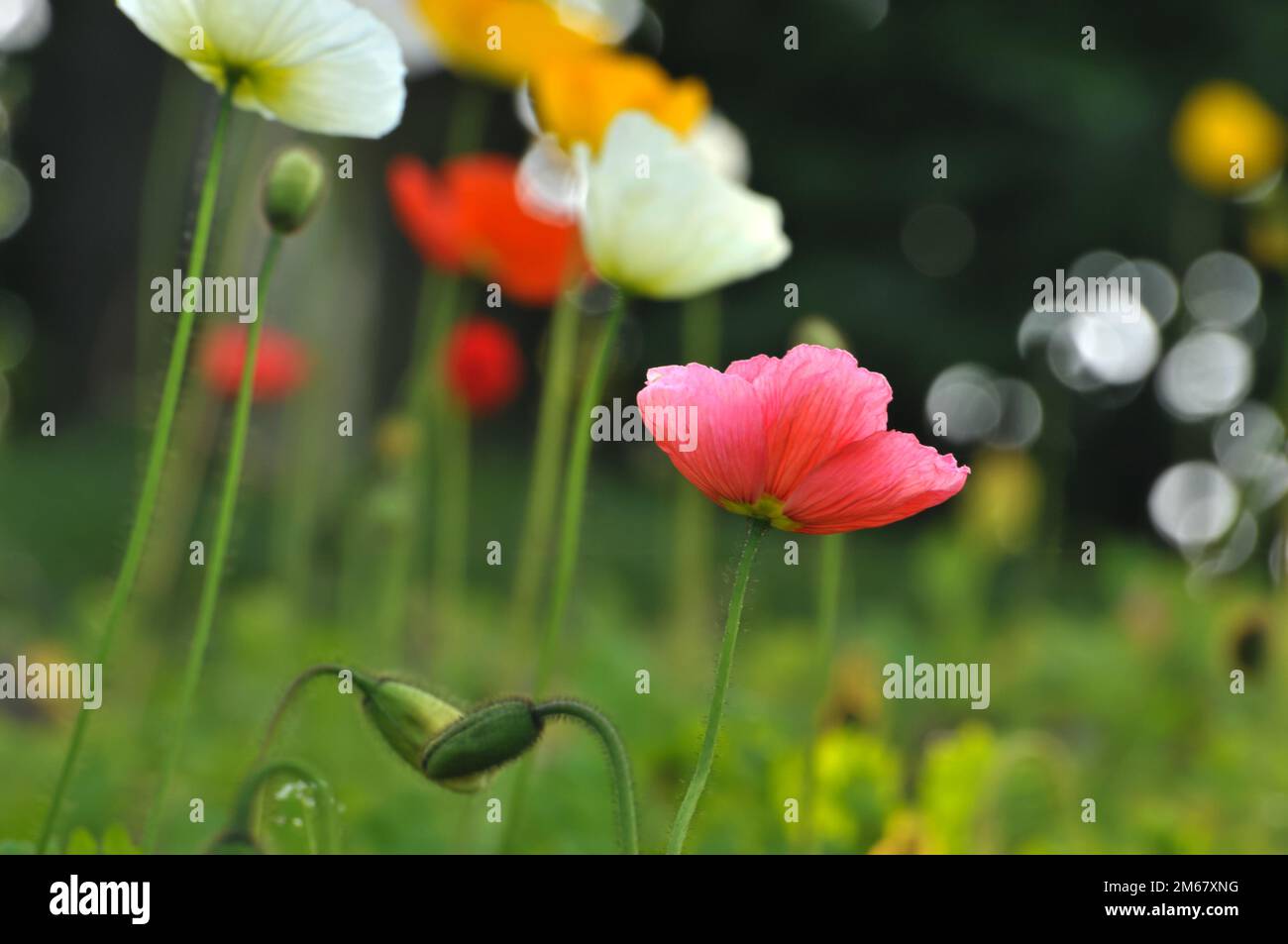 fiori di papavero in fiore Foto Stock