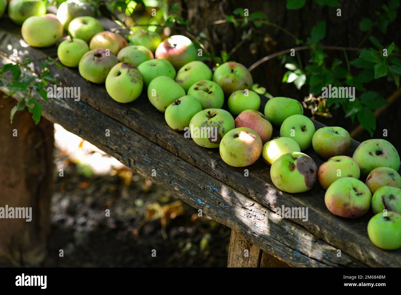 Mele su sfondo di legno. Un sacco di mele è sdraiato su una vecchia panchina nel villaggio Foto Stock