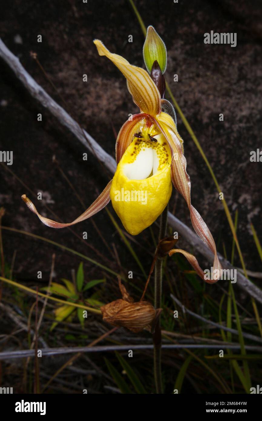 Fiore di orchidea di Slipper (Phragmipedium klotzschianum), habitat naturale, Gran Sabana, Venezuela Foto Stock