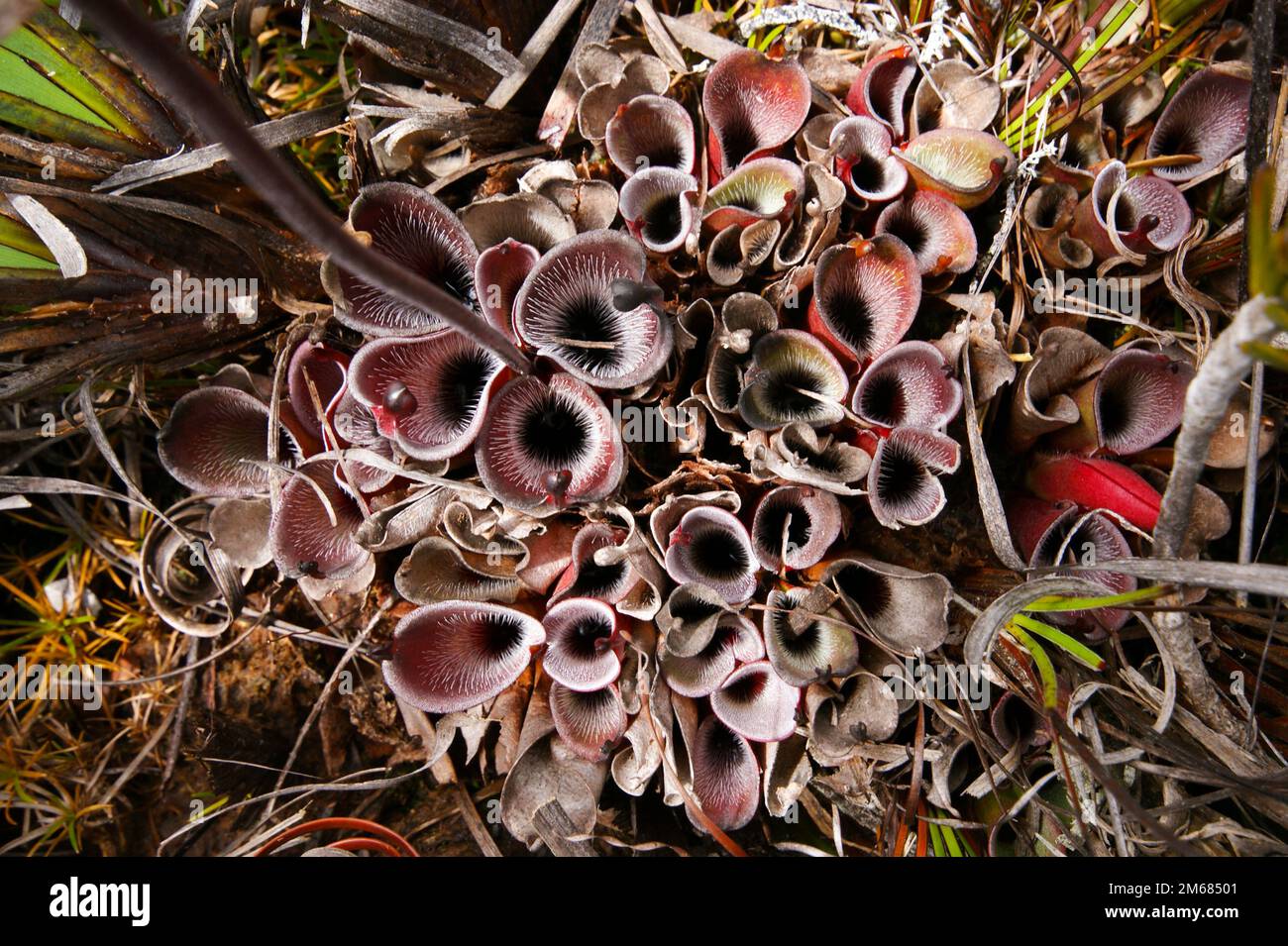 Grande pianta di Heliamphora pulchella, pianta carnivora carciatrice in habitat naturale, Amuri Tepui, Venezuela Foto Stock