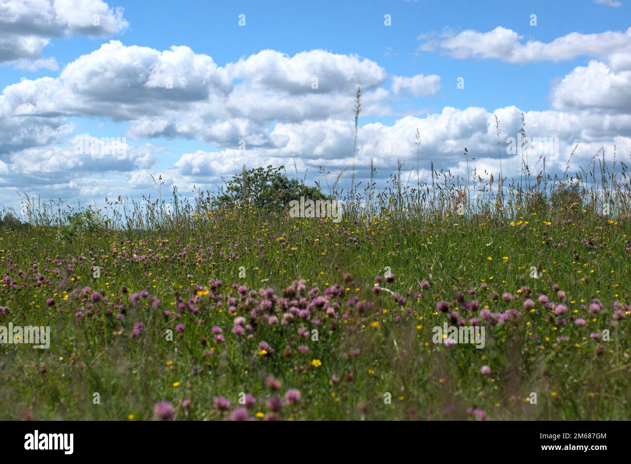 Campi fioriti in Haute-Saône - Bourgogne Franche-comté - Francia Foto Stock