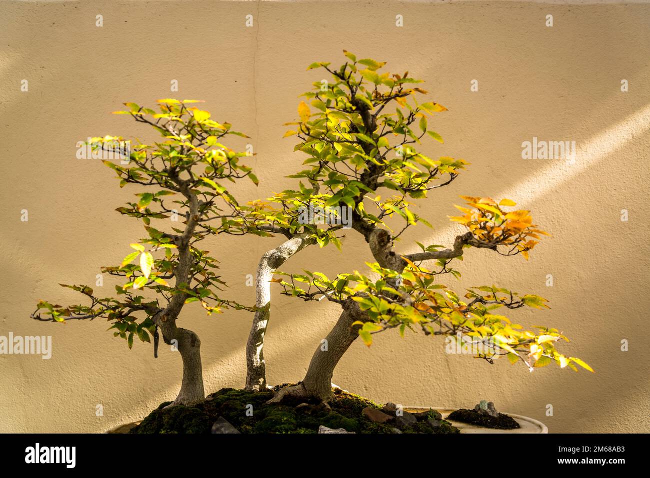 Fagus Renata, collezione Bonsai Trees, Brooklyn Botanic Garden, fondata nel 1910, Brooklyn, New York, Stati Uniti, Foto Stock