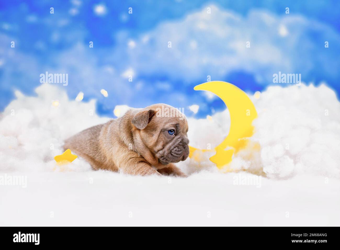 Choco cucciolo francese cucciolo di Bulldog rosso tra nuvole soffici con luna e stelle Foto Stock