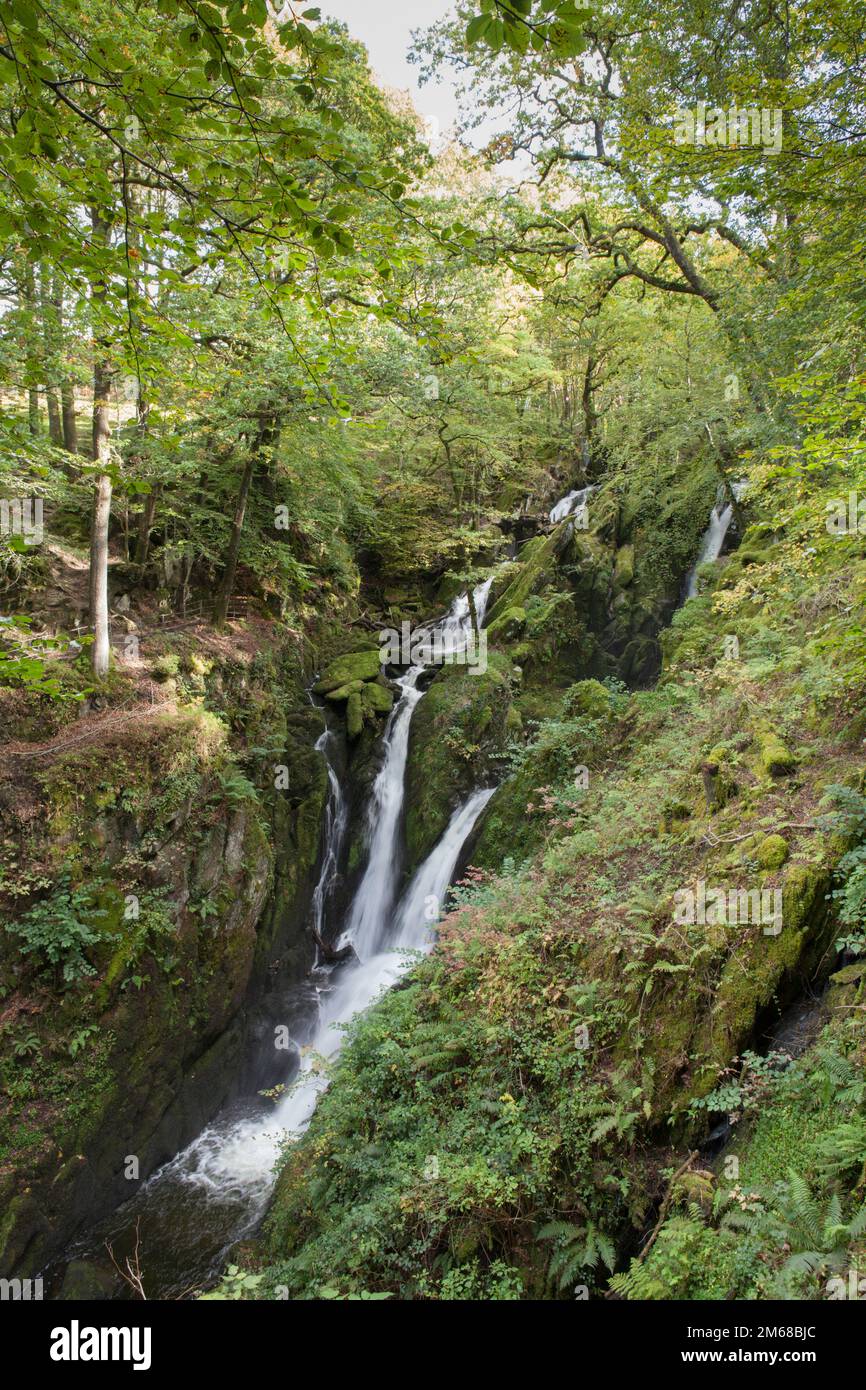 La cascata di Stock Ghyll Force è a pochi passi attraverso una valle boscosa dalla città di Ambleside nel Lake District Foto Stock
