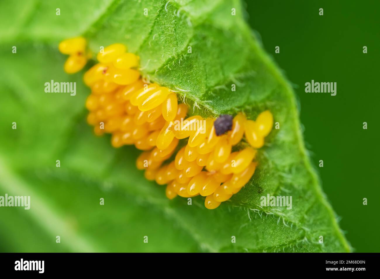 Colorado patate uova barbabietola mangiare foglie di patate, Leptinotarsa decemlineata. Foto Stock