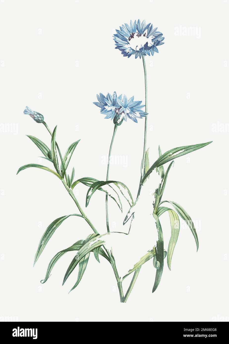 Fiore blu di la Botanique de J. Rousseau di Pierre-Joseph Redouté (1759–1840). Originale della Biblioteca del Congresso. Potenziata digitalmente da RAW Illustrazione Vettoriale