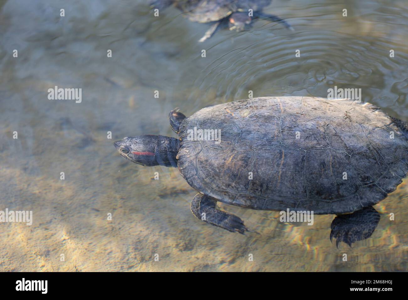 Cursore dalle orecchie rosse Trachemys scripta, una tartaruga problematica introdotta in Francia Foto Stock