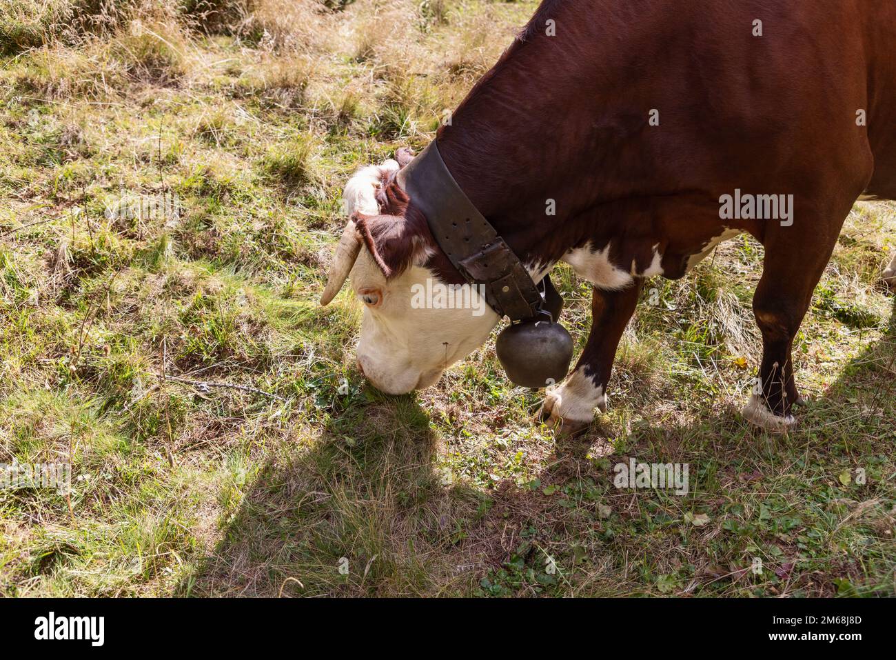 La bella mucca con pelle color cioccolato con grande campana di metallo su ampia cintura di pelle intorno al collo stuzzica l'ingiallimento dell'erba autunnale sul prato alpino, A. Foto Stock
