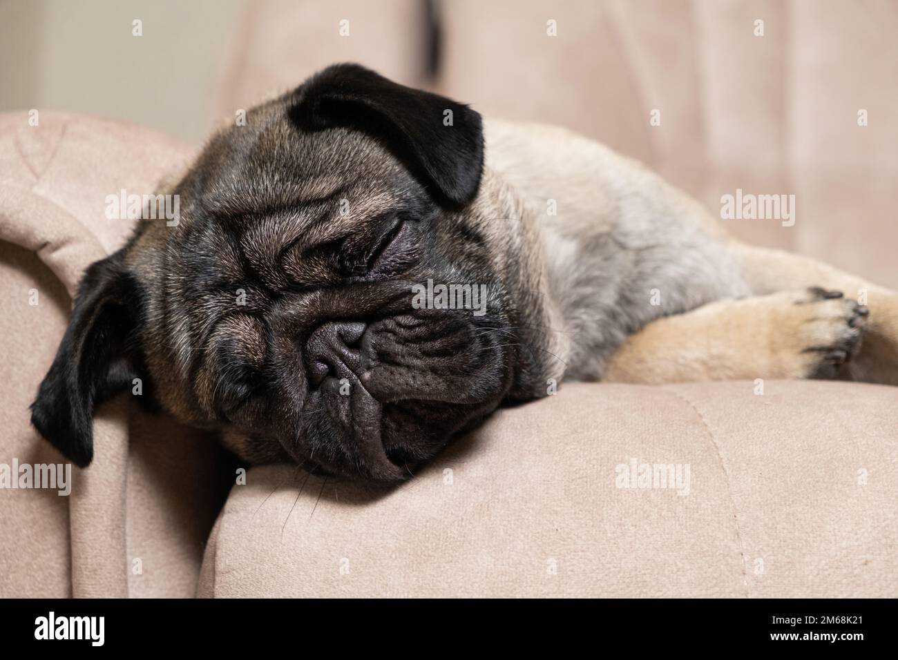 Un bel pug dorme su un divano beige. Cura per pugs, capelli, amore e cura per l'animale domestico Foto Stock