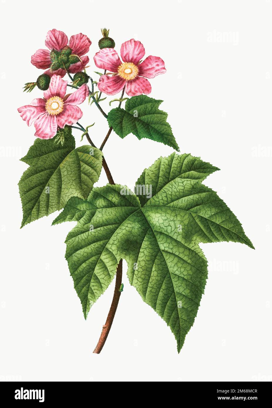 Vettore di lampone in fiore viola vintage Illustrazione Vettoriale
