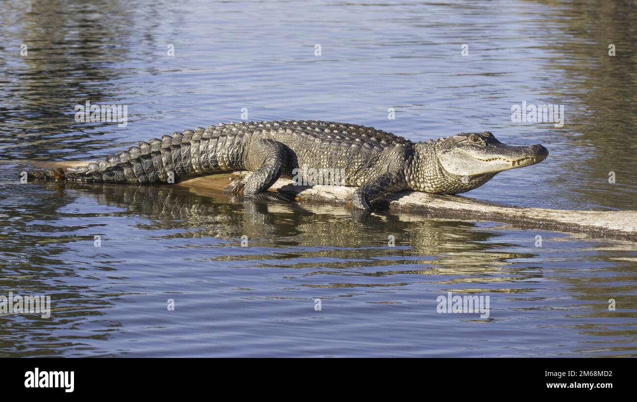 Il grande alligatore mostrato a tutta lunghezza si basa su un ceppo caduto nella palude della Louisiana bayou con lo sfondo di acqua blu ancora preso all'ora d'oro Foto Stock