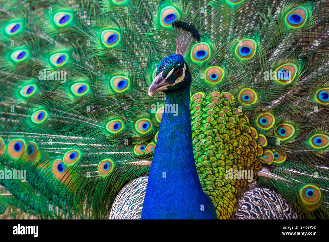 peacock con piume in mostra Foto Stock