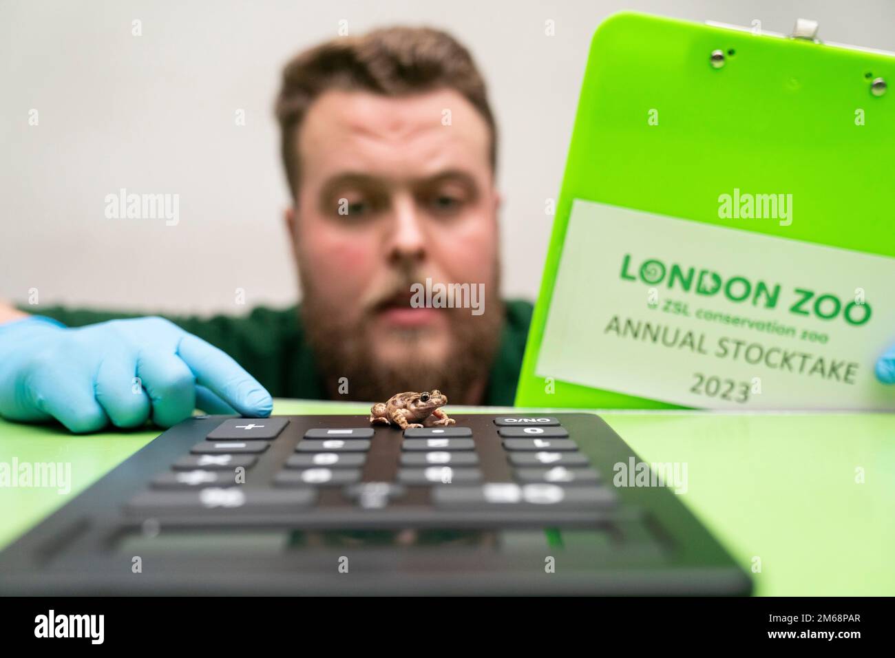 Un'ostetrica maiorchina Toad viene conteggiata durante l'annuale stocktake allo ZSL London Zoo nel centro di Londra. Data immagine: Martedì 3 gennaio 2023. Richiesto come parte della licenza dello zoo, l'inventario annuale include ogni animale, mentre tutti gli altri zoo britannici devono fare conteggi annuali simili. Il credito fotografico dovrebbe essere: Kirsty o'Connor/PA Wire Foto Stock