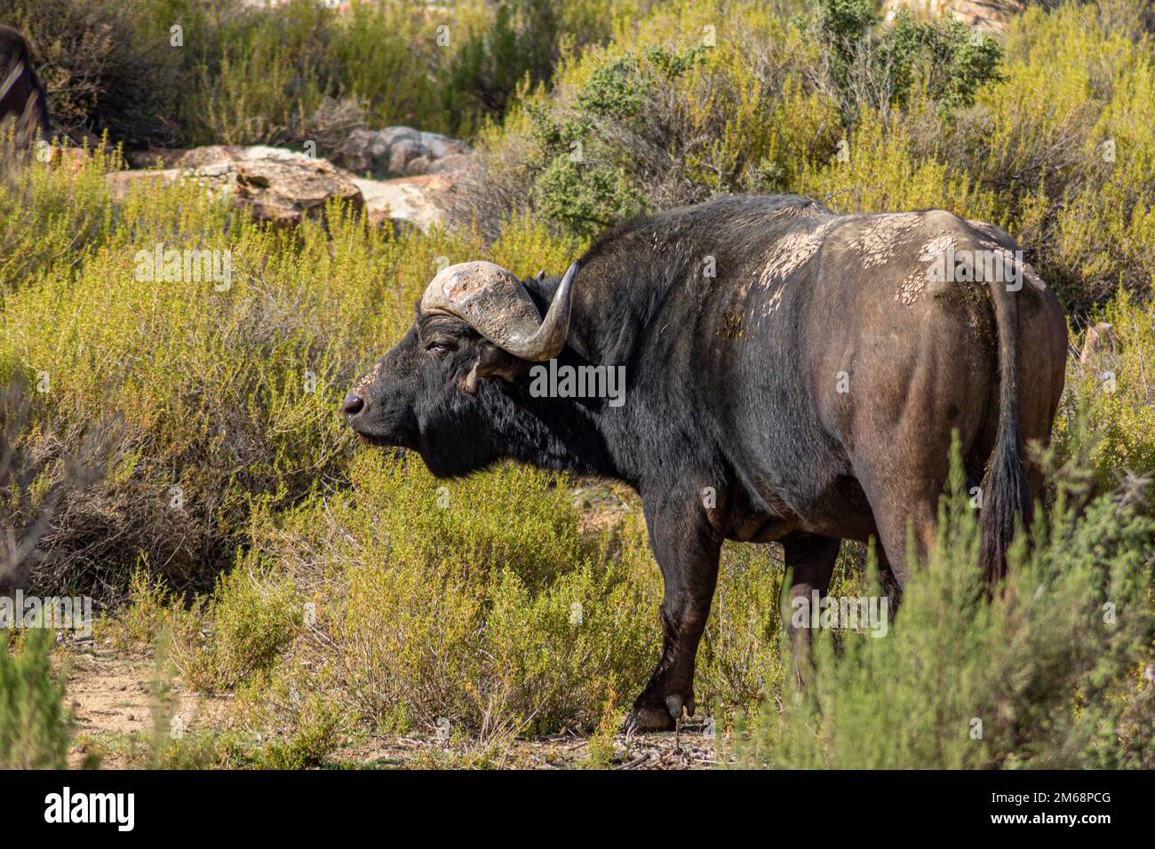 Grande safari di bufalo selvatico di 5 Foto Stock