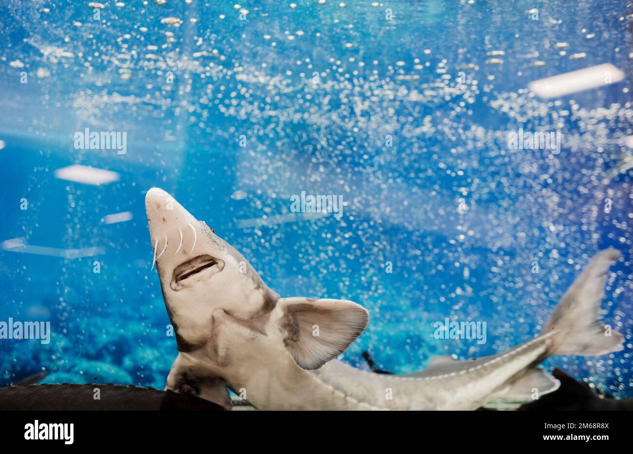 storione vivo in acquario sul mercato. mercato del pesce Foto Stock