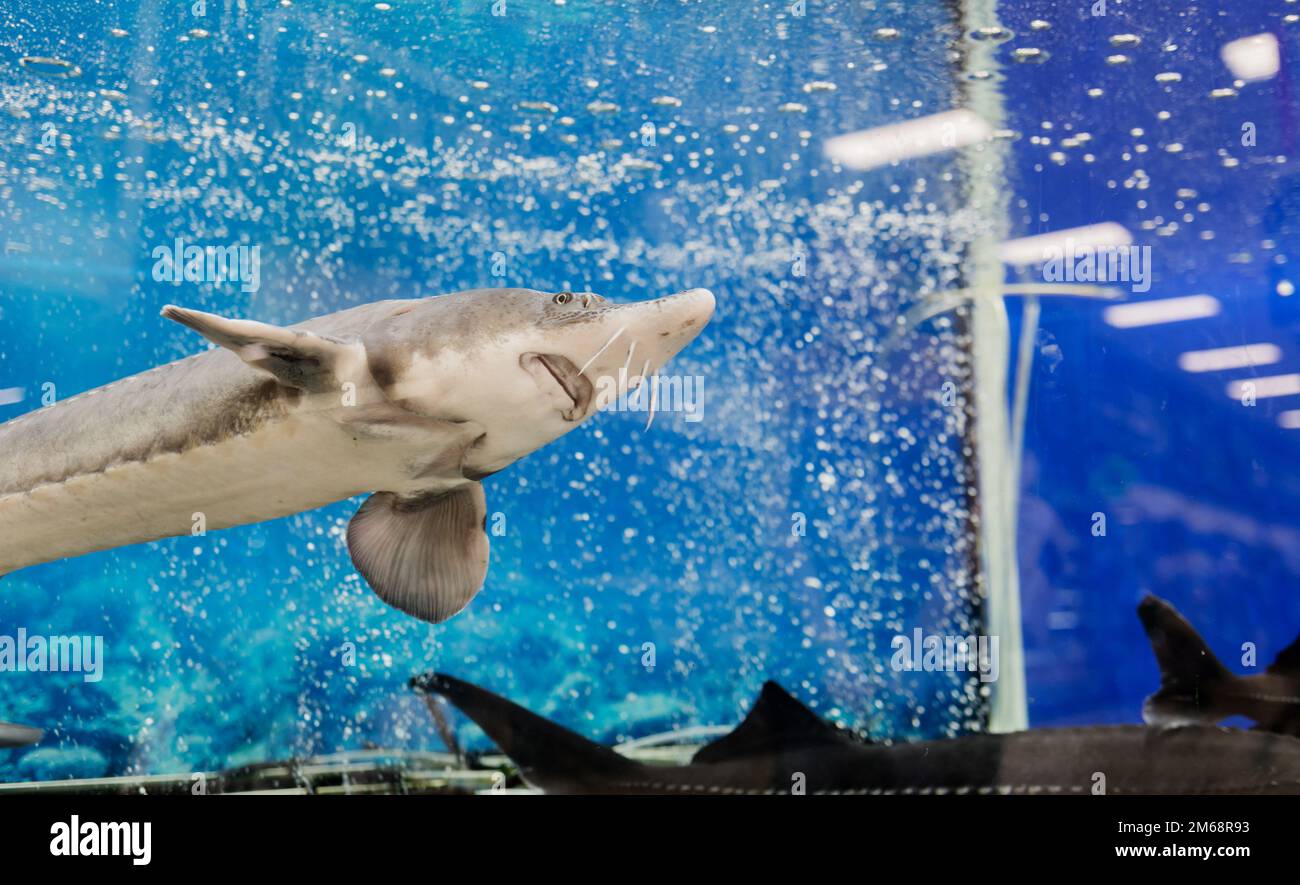 storione fresco in un acquario blu al mercato o nel negozio Foto Stock