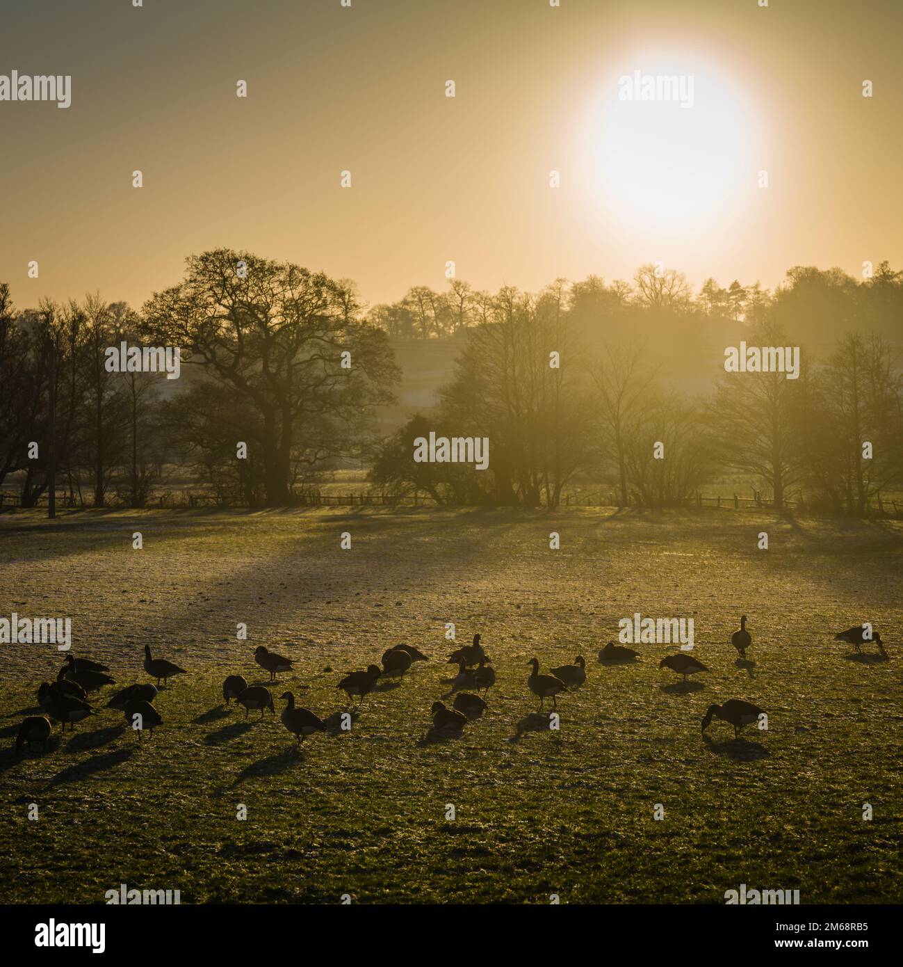 Oche del Canada, Branta canadensis, pascolando in un campo con sole di inverno basso, Ribble Valley, Regno Unito. Foto Stock