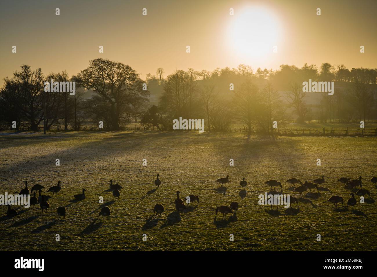 Oche del Canada, Branta canadensis, pascolando in un campo con sole di inverno basso, Ribble Valley, Regno Unito. Foto Stock