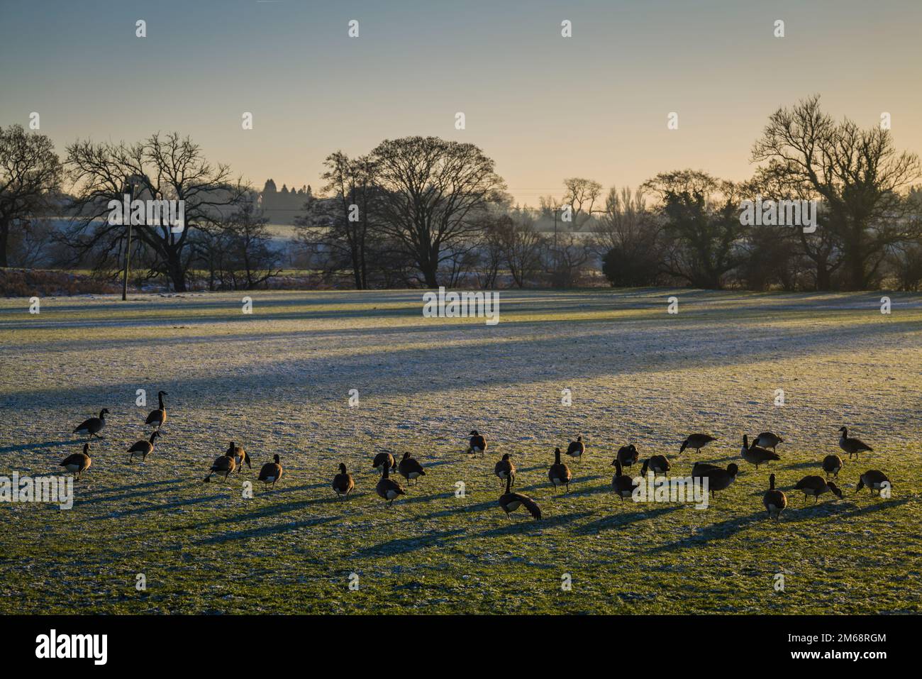Oche del Canada, Branta canadensis, pascolando in un campo con sole di inverno basso, Ribble Valley, Regno Unito. Foto Stock