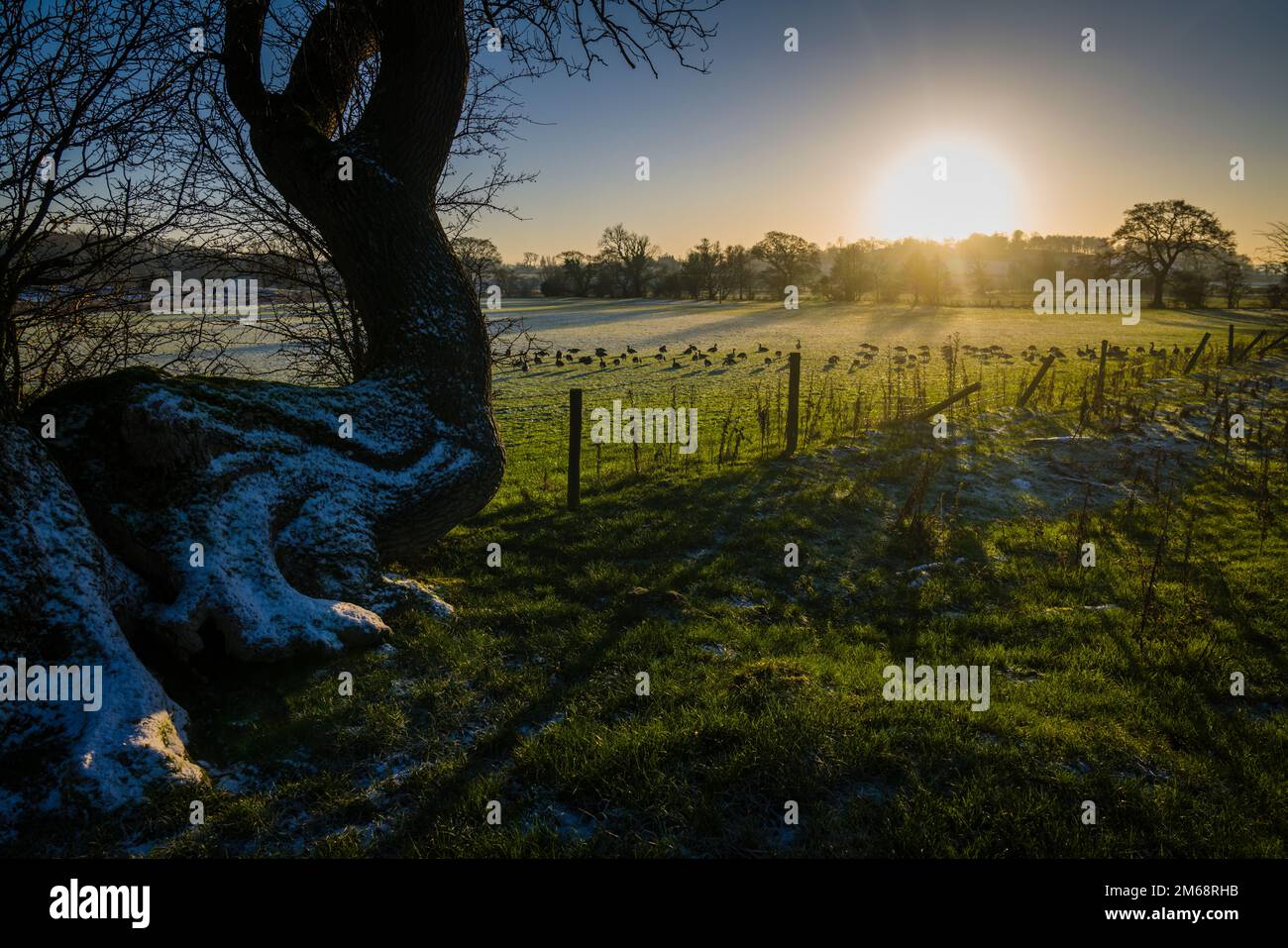 Oche del Canada, Branta canadensis, pascolando in un campo con sole di inverno basso, Ribble Valley, Regno Unito. Foto Stock