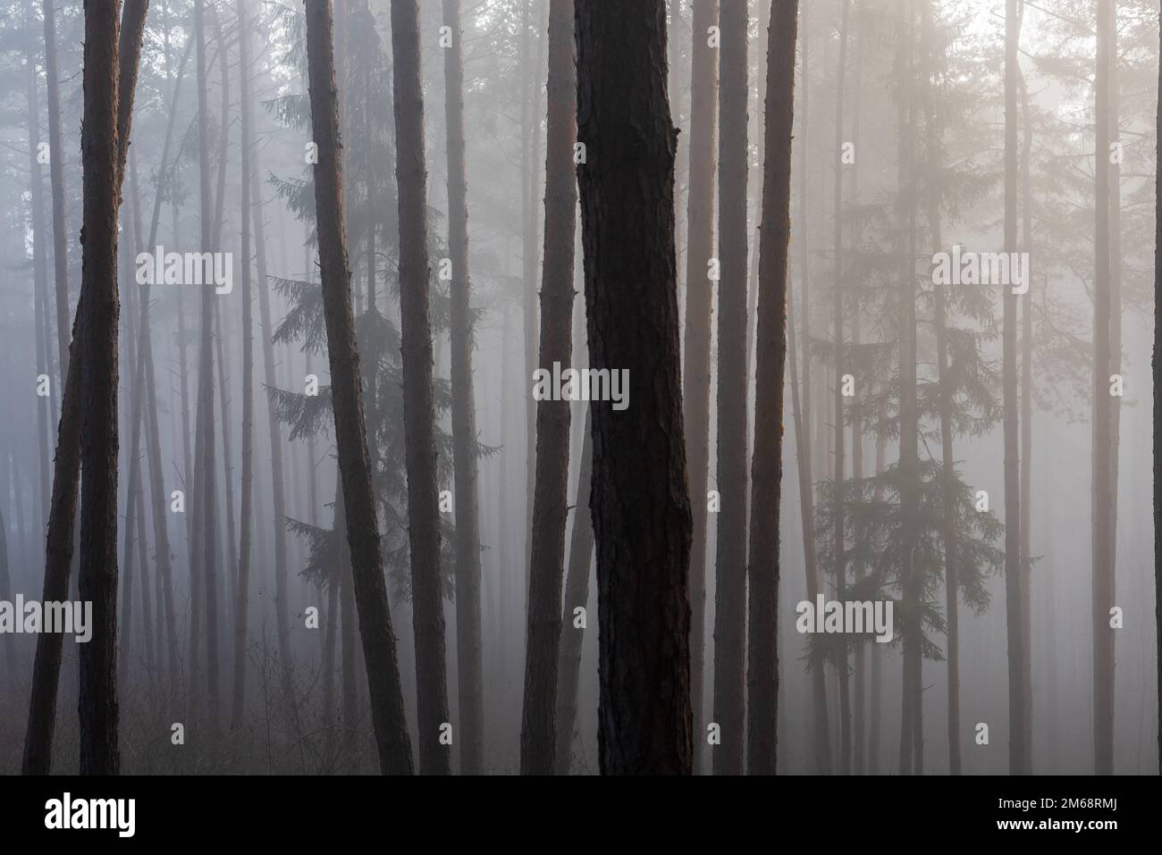 Nebbia densa nella foresta. Mattina nebbia nella foresta di pini. Foto Stock