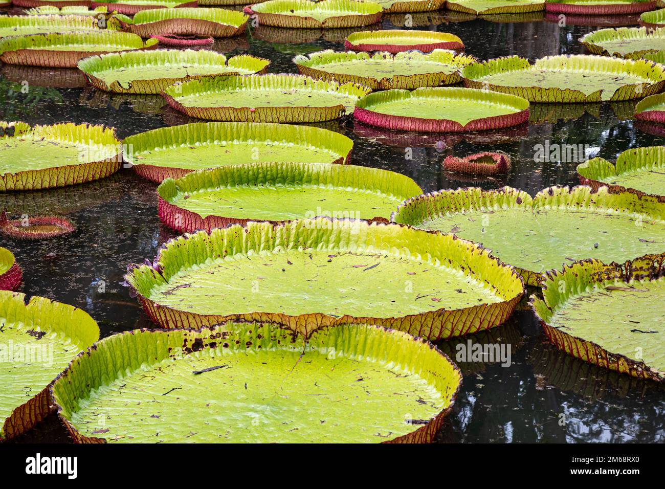 Giglio gigante Victoria amazonica regia a Sir Seewosagur Ramgoolam Botanial Garden a Pamplemousses, Mauritius Foto Stock