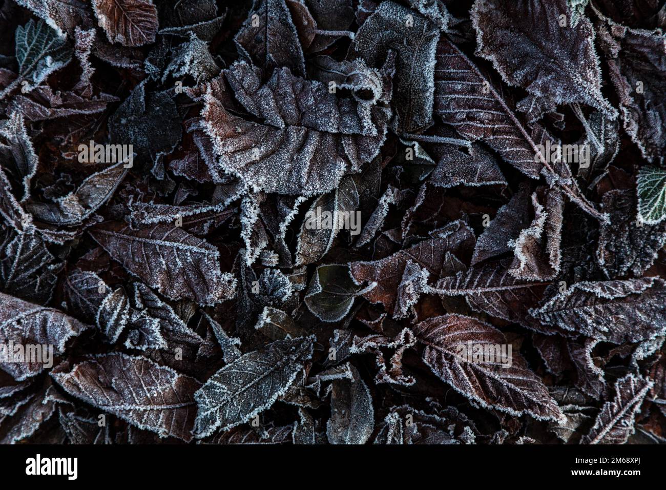 Primo piano delle fresche foglie invernali coperte di gelo Foto Stock