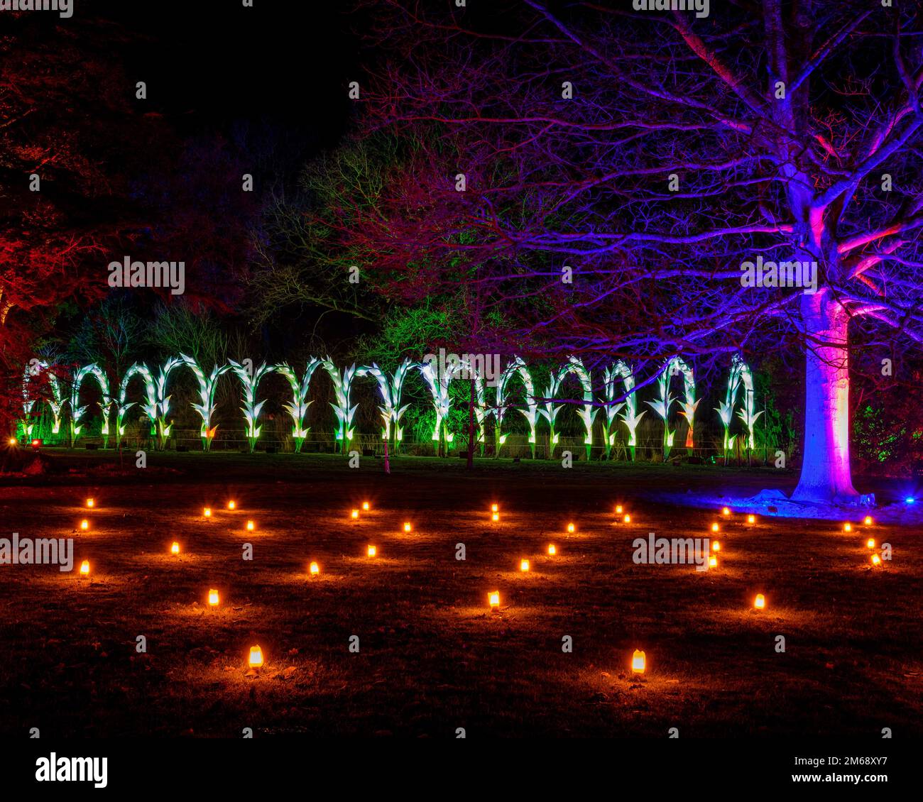 Natale a Dunham Massey. Uno dei primi eventi di Light Show degli UK ad Altrincham, Cheshire, nel Nord Ovest dell'Inghilterra. Divertimento per tutta la famiglia Foto Stock