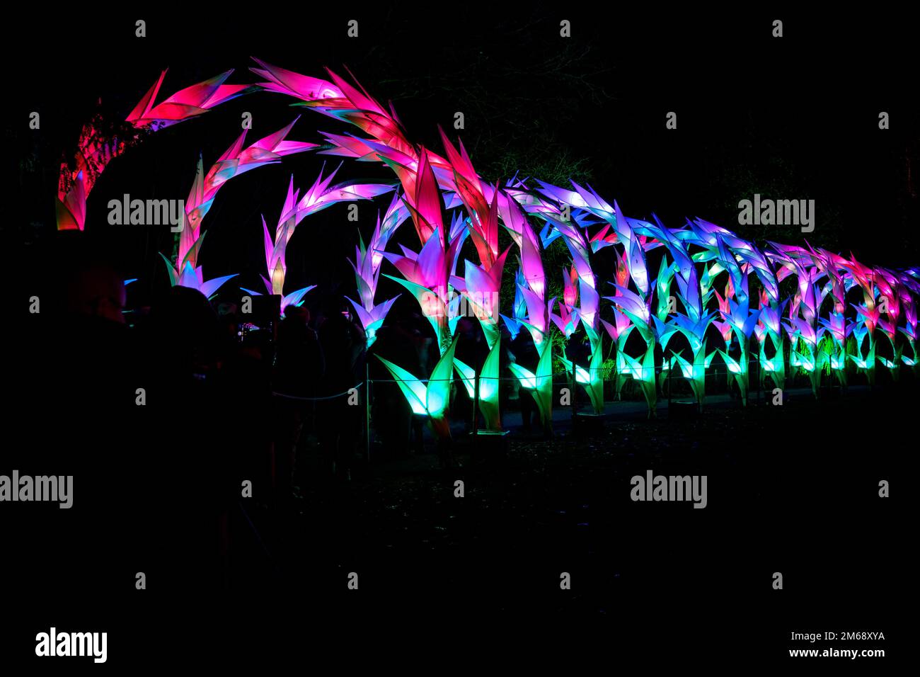 Natale a Dunham Massey. Uno dei primi eventi di Light Show degli UK ad Altrincham, Cheshire, nel Nord Ovest dell'Inghilterra. Divertimento per tutta la famiglia Foto Stock