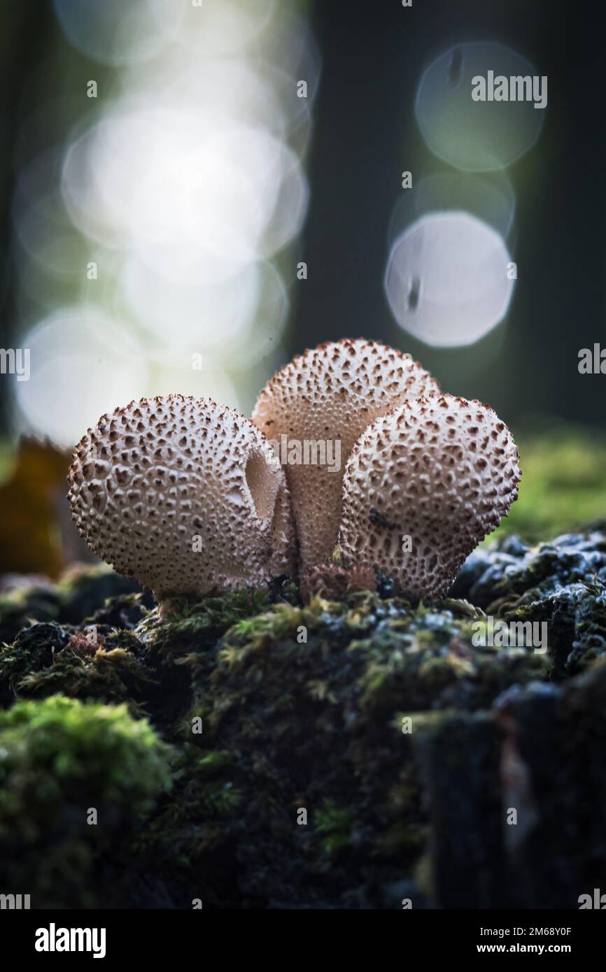 Un colpo verticale delle palle di Puffballs su un legno mossy Foto Stock