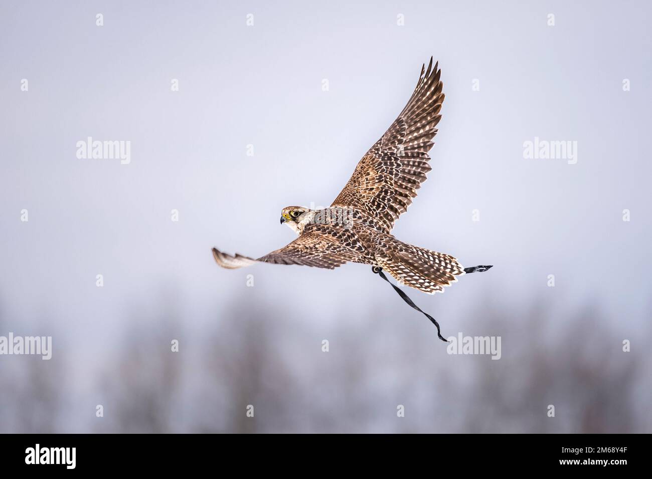 Caccia con falco pellegrino su cielo nuvoloso. Foto Stock