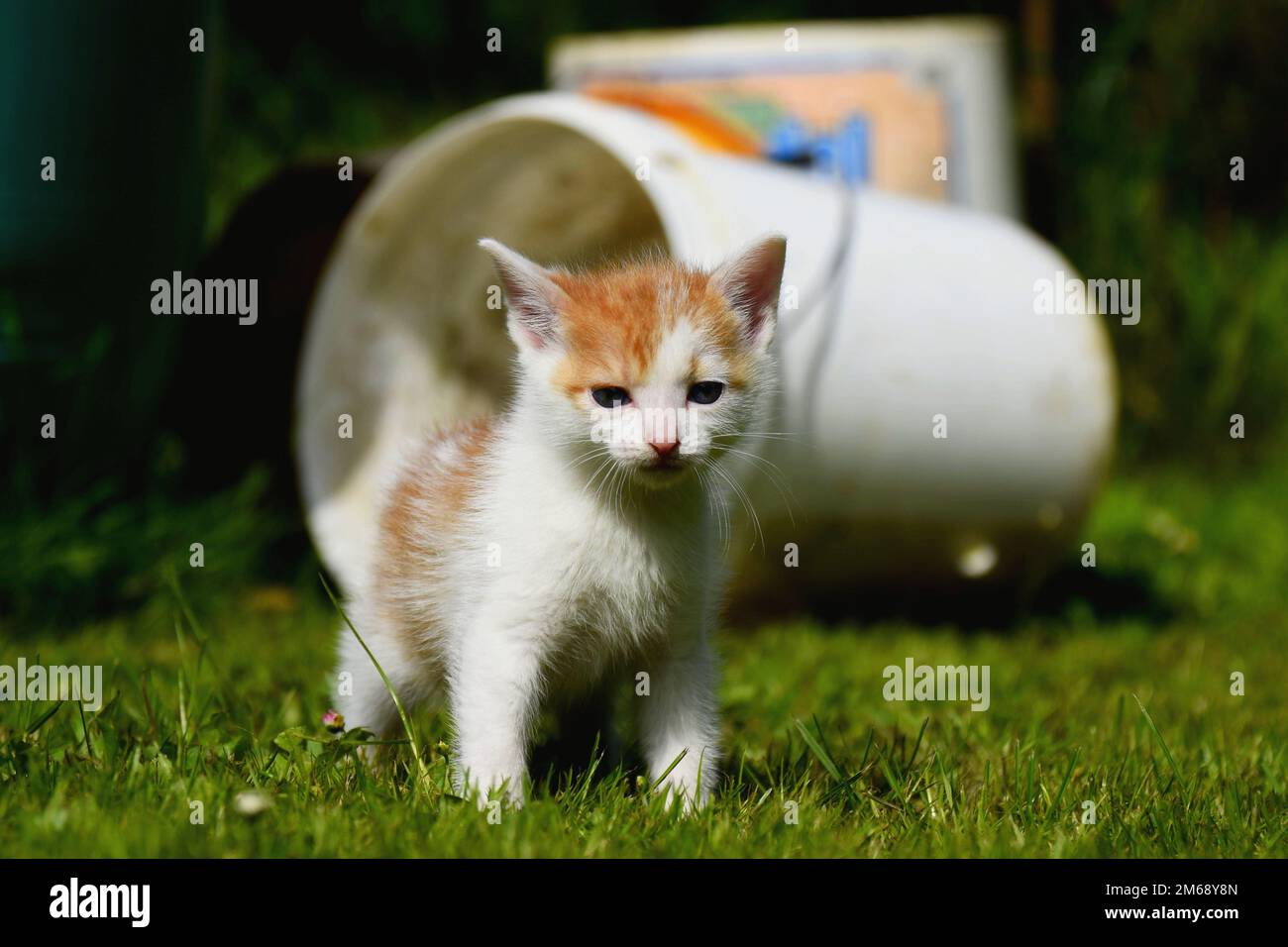 Piccolo gattino che gioca fuori al sole Foto Stock