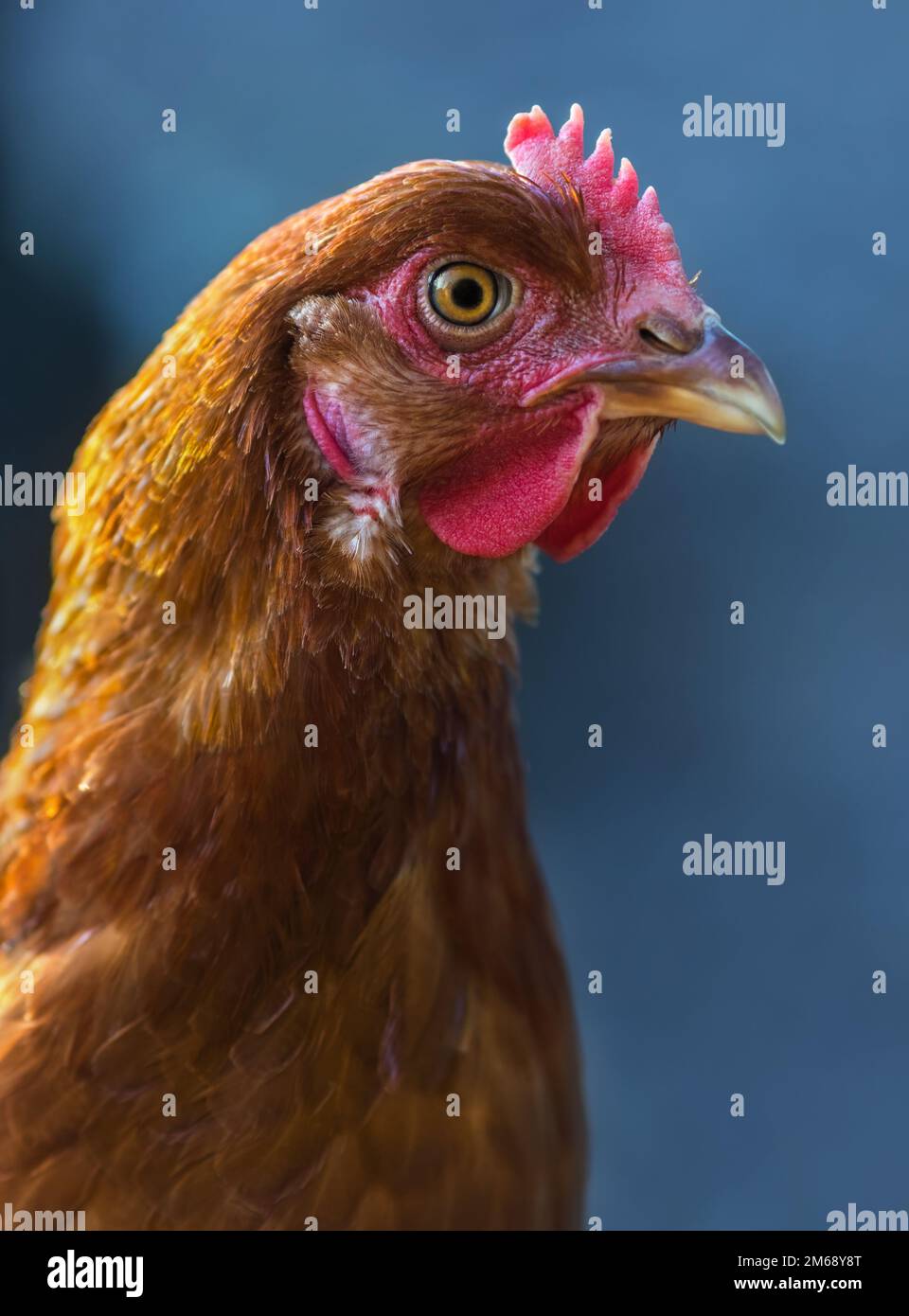 Ritratto della gallina marrone su sfondo blu Foto Stock