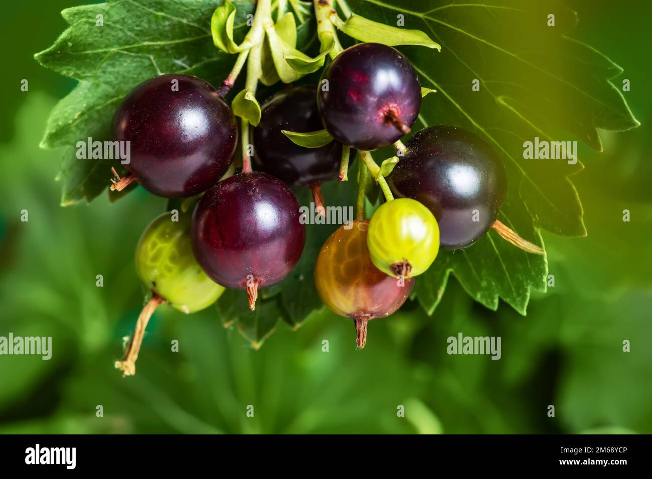Il jostaberry. Ribes nidigrolaria. ibrido di un ribes nero e uva spina nel giardino. Diramazione con bacche mature primo piano. Foto Stock